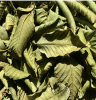 100% ORGANIC DRIED GUAVA LEAVES / TRADITIONAL REMEDY / EXCELLENT QUALITY / MADE IN VIETNAM