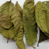 100% ORGANIC DRIED GUAVA LEAVES / TRADITIONAL REMEDY / EXCELLENT QUALITY / MADE IN VIETNAM