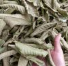 100% ORGANIC DRIED GUAVA LEAVES / TRADITIONAL REMEDY / EXCELLENT QUALITY / MADE IN VIETNAM