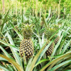 EXOTIC FLAVOR FRESH PINEAPPLE RINGS / FAMILY RECIPE / AFFORDABLE VALUE / MADE IN VIETNAM