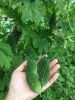 FROZEN BITTER MELON LEAVES / NUTRIENT-DENSE / CLEAN LABEL / WHOLE FOOD SUPPLEMENT