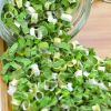 DRIED GREEN ONION / IMMUNE SUPPORT / CLEAN LABEL / PLANT-BASED