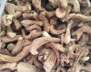 ORGANIC SHIITAKE STEM / BRAIN FUNCTION / CLEAN LABEL / PLANT-BASED
