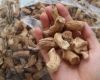 ORGANIC SHIITAKE STEM / BRAIN FUNCTION / CLEAN LABEL / PLANT-BASED