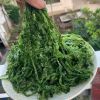 CLEAN MARINE ULVA LEAVES / NATURAL SEA VEGETABLE / PLANT-DERIVED PRODUCT