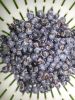 NATURAL MYRTLE BERRY EXTRACT / IMMUNITY BOOST / ORGANIC & CLEAN