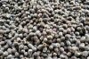 NATURAL MYRTLE BERRY EXTRACT / IMMUNITY BOOST / ORGANIC & CLEAN