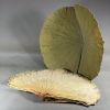 100% PURE DRIED LOTUS ...