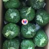 PLANT BASED IMMUNE SUP...