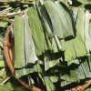 PLANT BASED DRIED PAND...