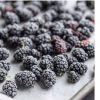 IQF FROZEN MULBERRIES ...