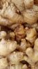 Fresh Ginger Milky Col...