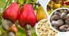 RAW DRIED CASHEW NUTS