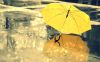Stylish Umbrella for B...