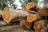 Teak Logs