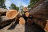 Teak Logs