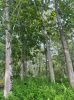 Teak Logs
