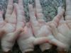 Frozen chicken paws