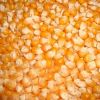 Natural Brazil Yellow Dried Maize/corn  for sale