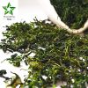 Bitter tea Grade two China detox slimming tea hotsale kuding tea