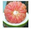 Grapefruit Green Skin,...