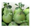 Grapefruit Green Skin,...