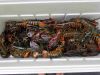 Alive Maine Lobsters
