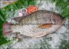 Tilapia Fillet