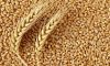 GRADE A WHEAT GRAIN SUPPLIER / WHEAT GRAIN EXPORTER / WHEAT GRAIN DISTRIBUTOR