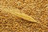 GRADE A WHEAT GRAIN SUPPLIER / WHEAT GRAIN EXPORTER / WHEAT GRAIN DISTRIBUTOR