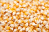 High Quality Non GMO Dried White Corn, Dried Yellow Corn, Maize 