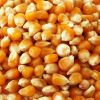 High Quality Non GMO Dried White Corn, Dried Yellow Corn, Maize 