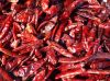 BEST COMPETITIVE PRICE HOT Dry Red Chilli 