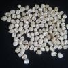 ORGANIC WHITE MAIZE / Corn