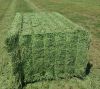 High Quality Animal Feed Alfalfa Hay 