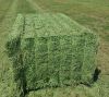 Top Quality Alfafa Hay for Animal Feeding Stuff Alfalfa / Alfalfa Hay / Alfalfa Hay for Sale