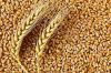 Wheat Grains