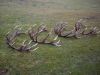 Hard deer antlers