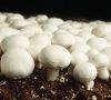 Button Mushrooms