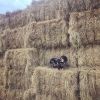 Premium Grade A Alfalfa Hay, Timothy Hay, Animal Feed for sale