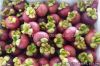 Mangosteen fresh fruit