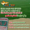 Wholesale Sell silica sand for synthetic grass