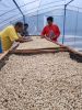 Wholesale Green bean Java preanger Coffee beans