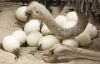 Live Ostrich Chicks,Ostrich Eggs,Ostrich Egg Shell,ostrich feather