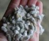 100% organic Cotton Seed,Cotton Seed Meal