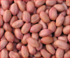 High Quality Raw Peanuts Kernel And Raw Peanut In Shell For Sale