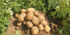 high qualilty seed Potato