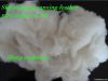 combing sheep cashmere