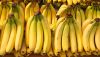 Cavendish Bananas