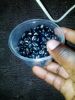 Mucuna Pruriens Seeds/Powder (Velvet Beans) 